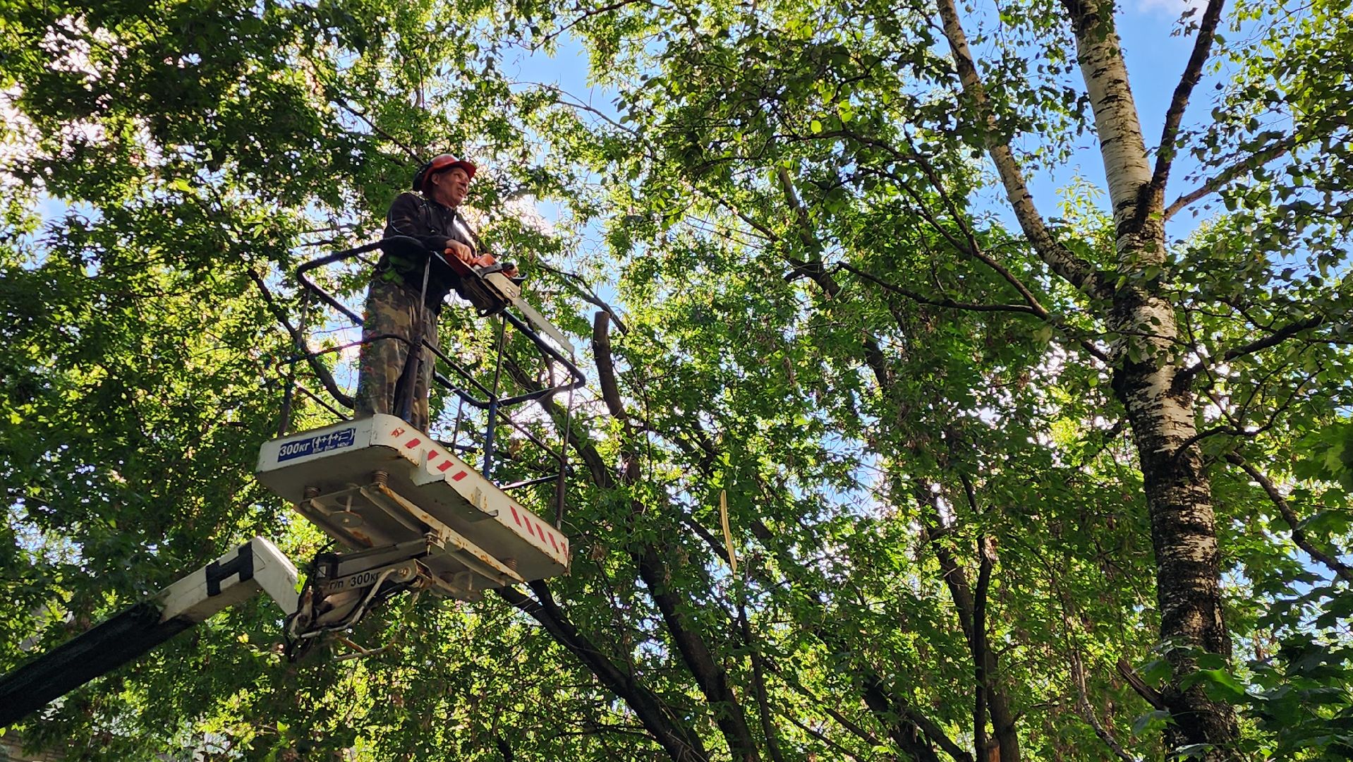 истра, благоустройство, обрезка веток,