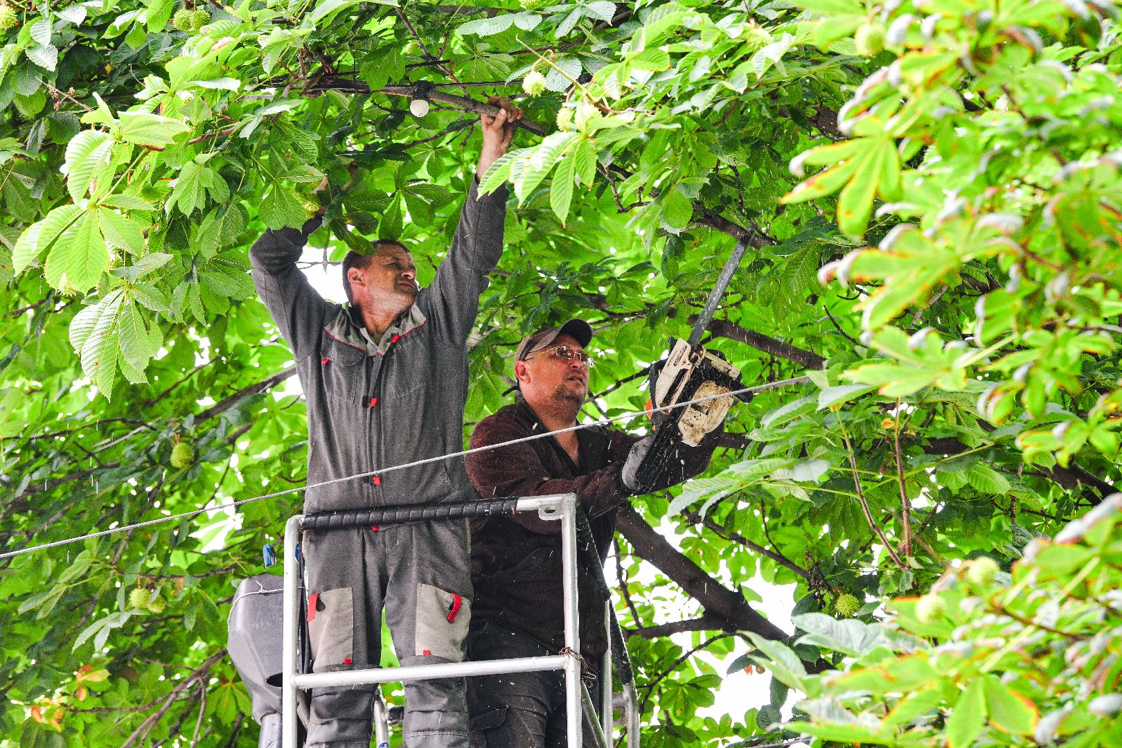 опиловка, деревья, кусты, безопасность,