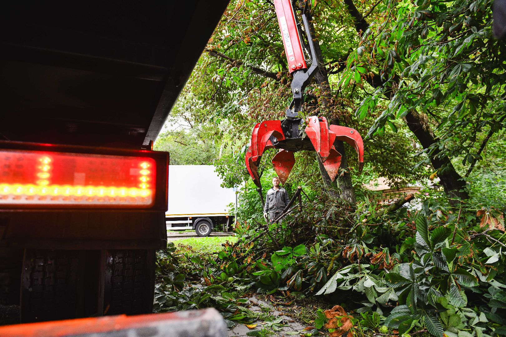 опиловка, деревья, кусты, безопасность,