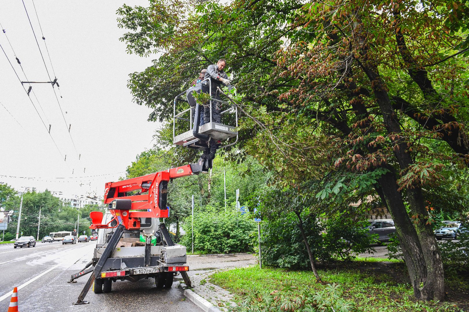 опиловка, деревья, кусты, безопасность,