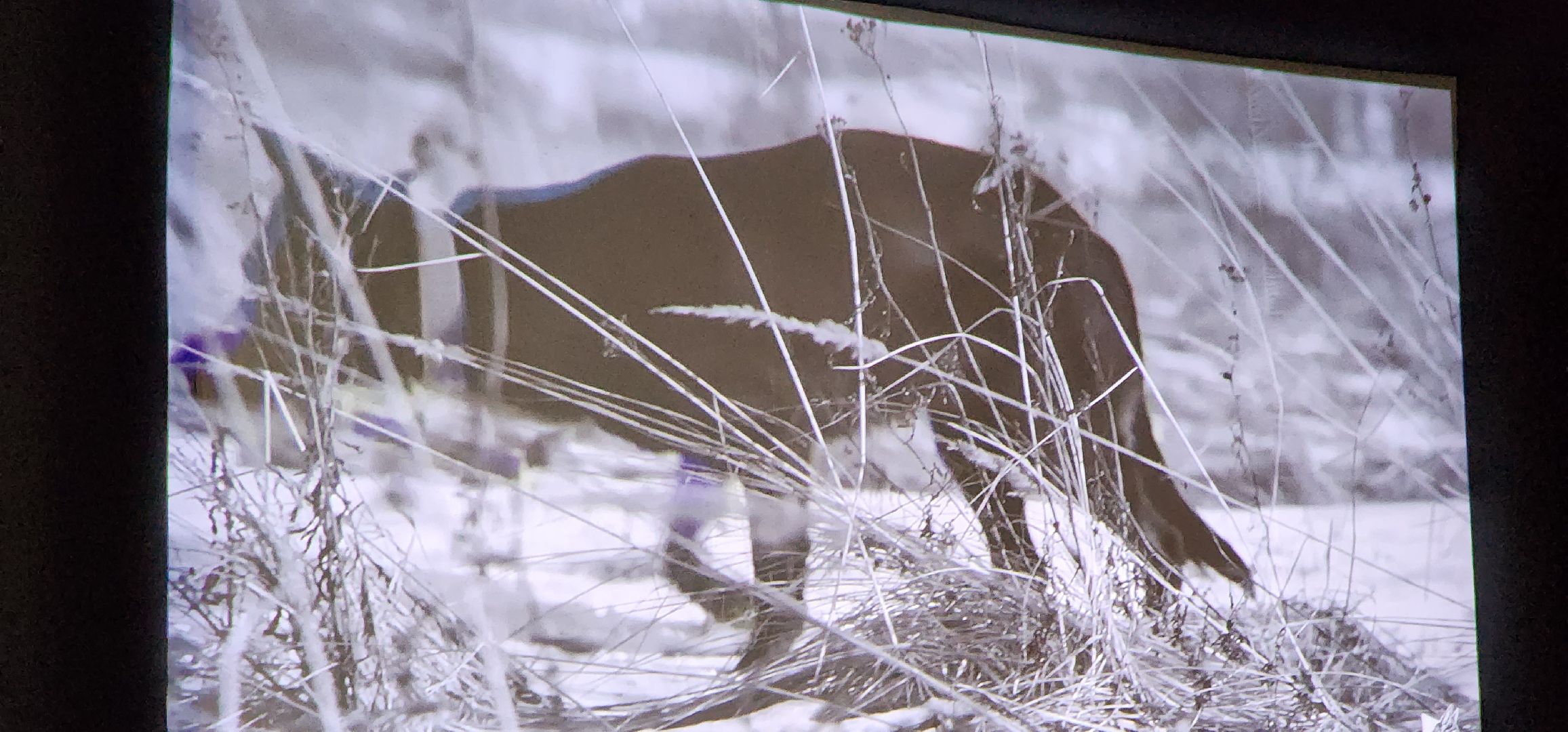 долгопрудный, x-легион, парк мысово, фронтовая собака, амфитеатр, кинопоказы под открытым небом, авторское кино,