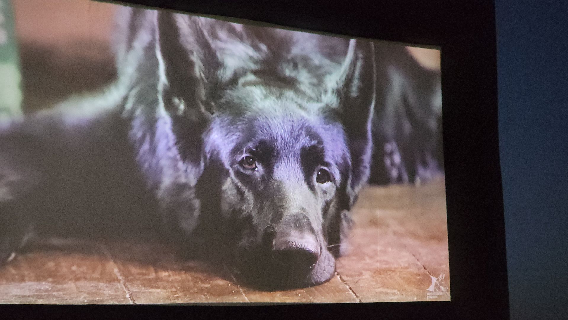 долгопрудный, x-легион, парк мысово, фронтовая собака, амфитеатр, кинопоказы под открытым небом, авторское кино,