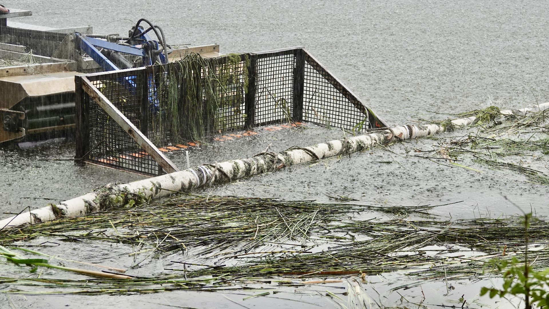 экология, водоемы, очистка прудов, сергиево-посадский городской округ,
