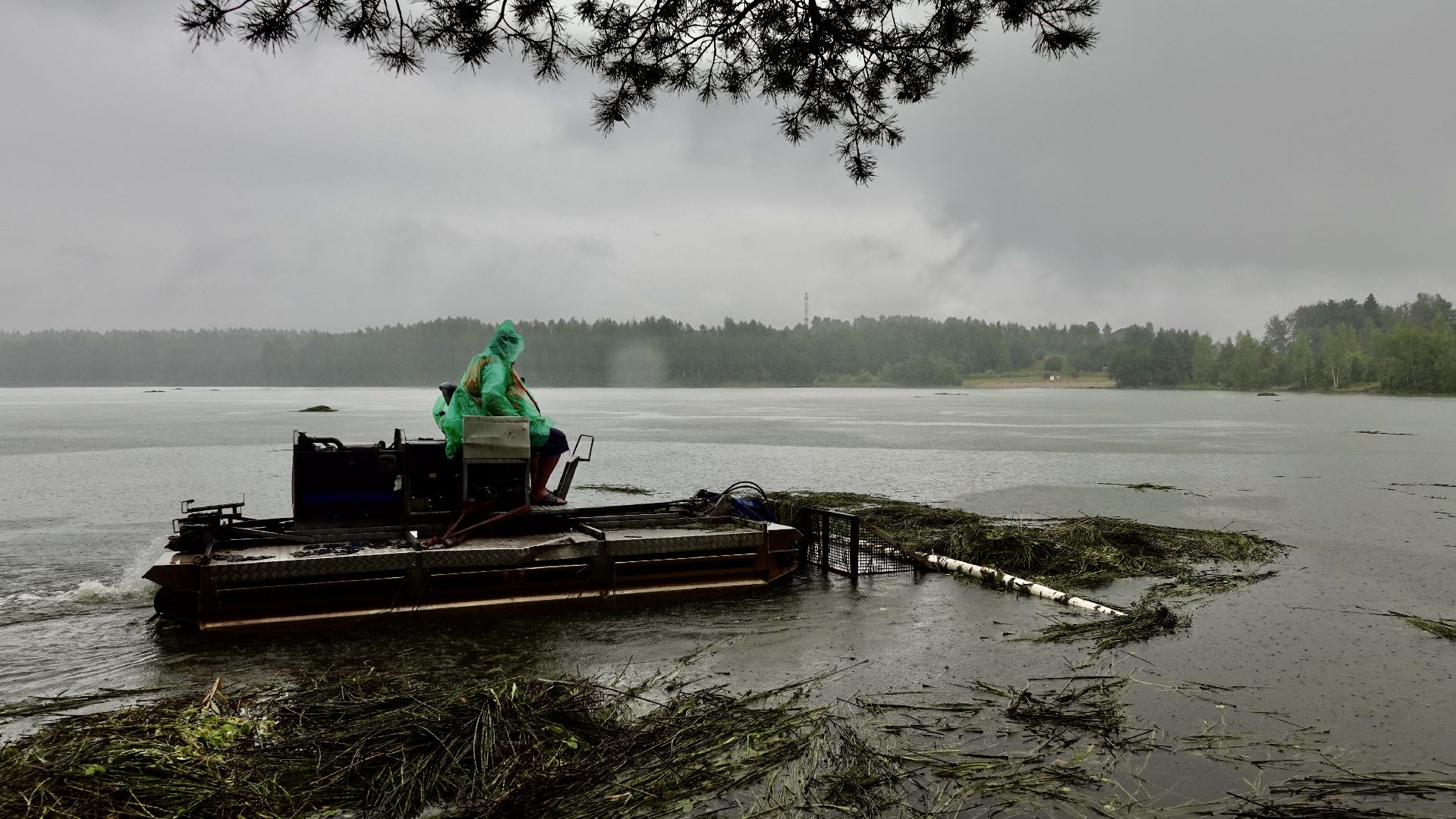 экология, водоемы, очистка прудов, сергиево-посадский городской округ,