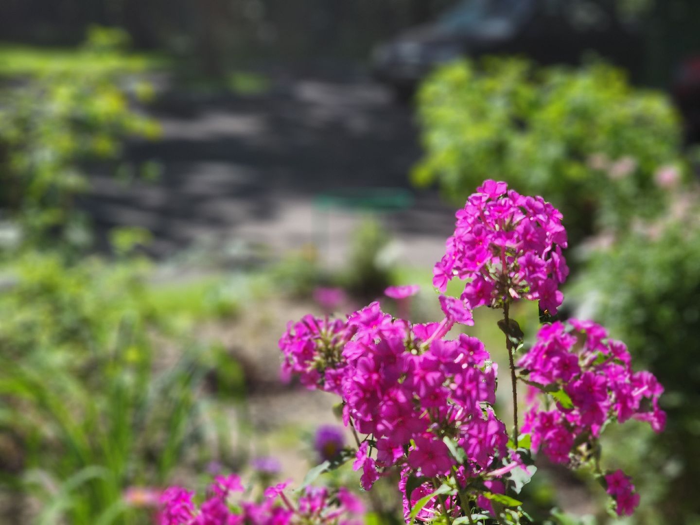 королёв, новый асфальт на улице Толстого,  администрация округа,