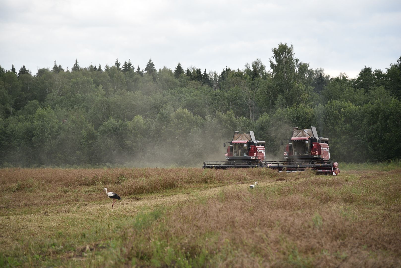 лотошино, сельское хозяйство,  уборка урожая,