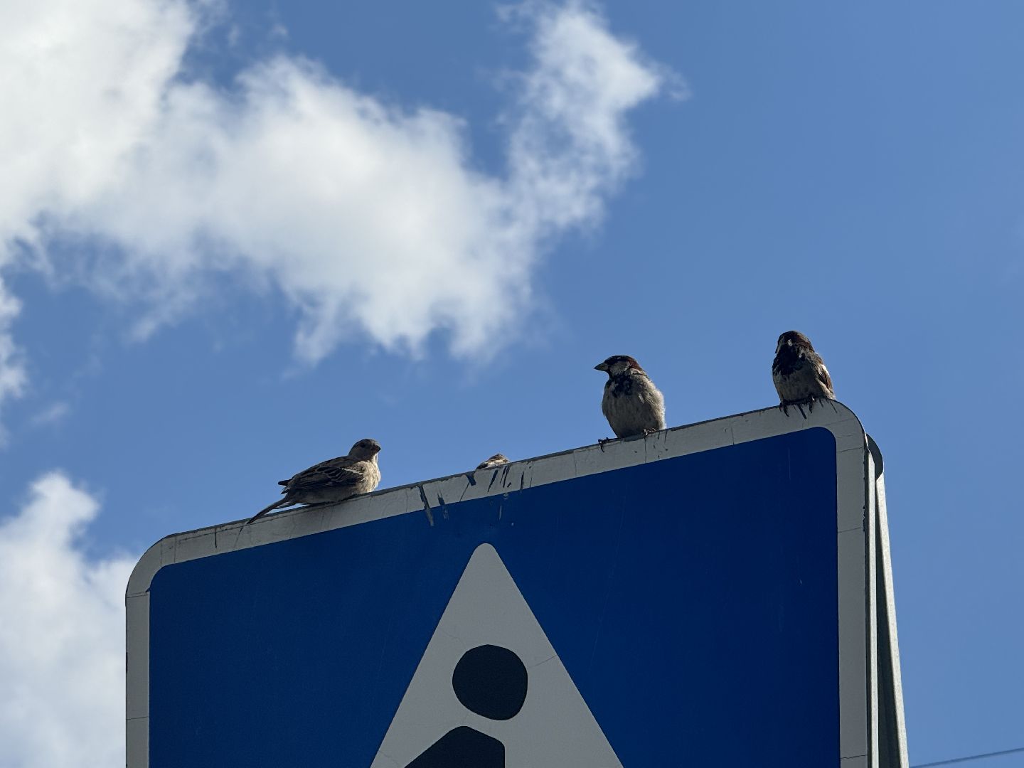 перепись воробьев, ленинский городской округ, воробей,