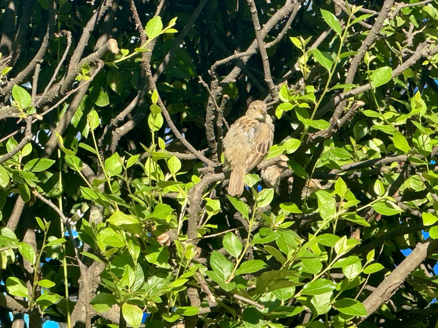 перепись воробьев, ленинский городской округ, воробей,