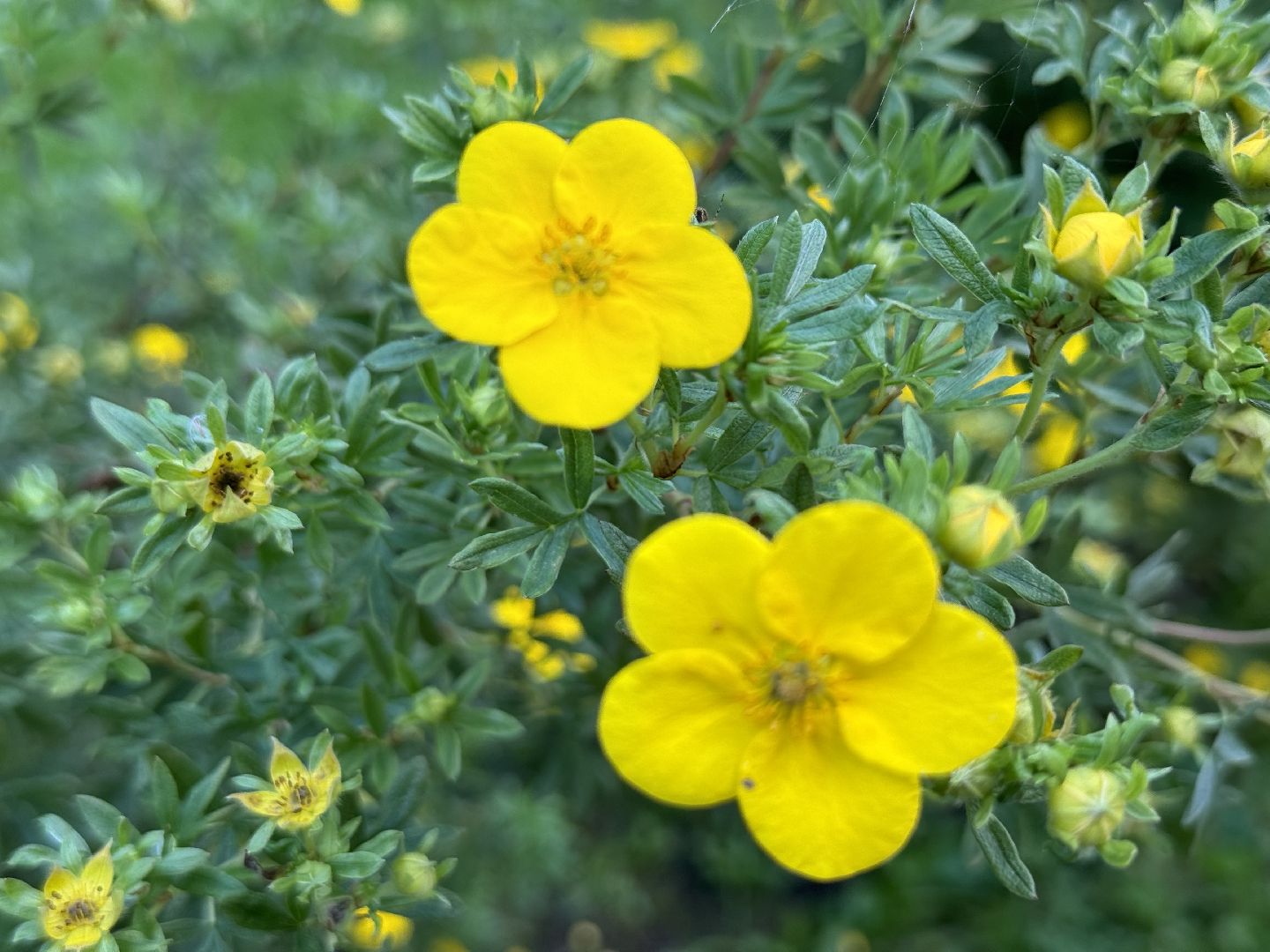 перепись воробьев, ленинский городской округ, воробей,