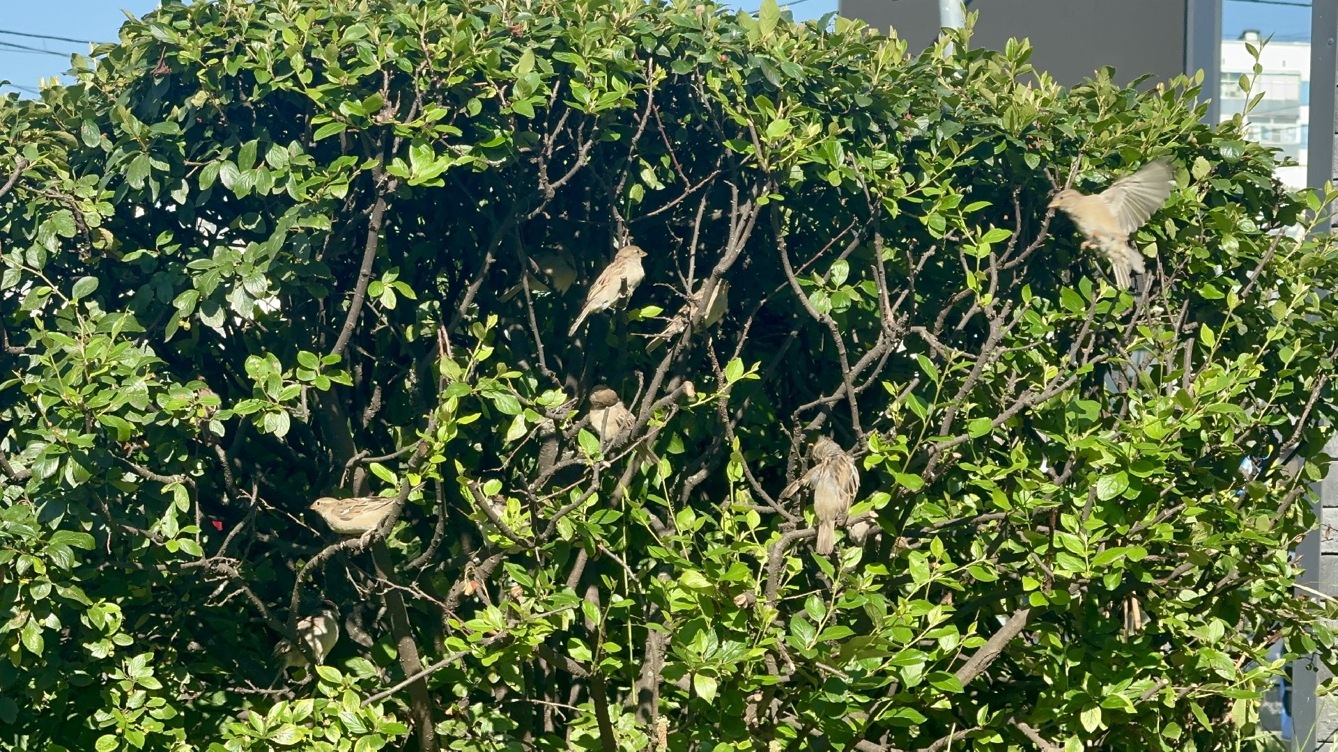 перепись воробьев, ленинский городской округ, воробей,