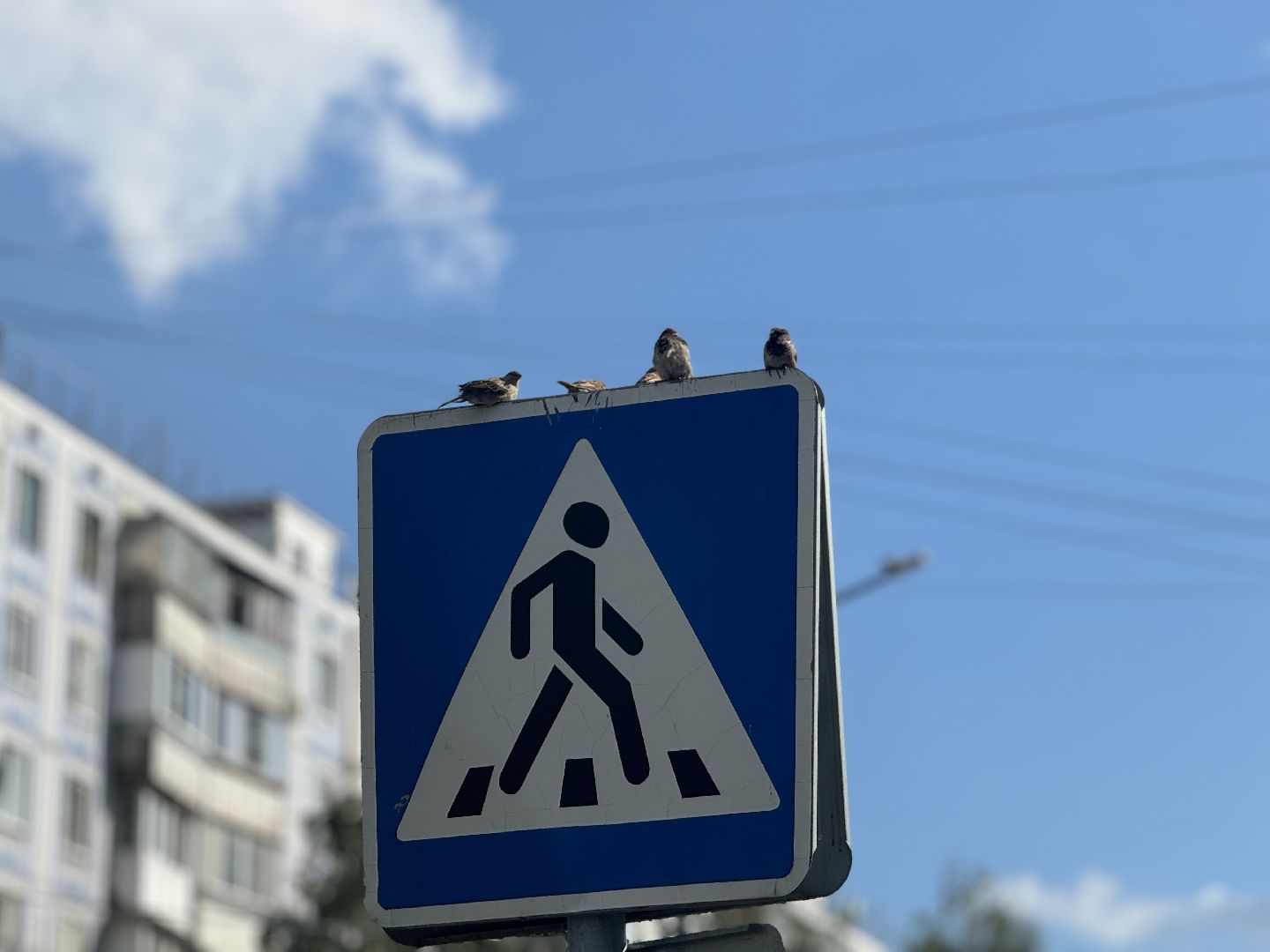 перепись воробьев, ленинский городской округ, воробей,