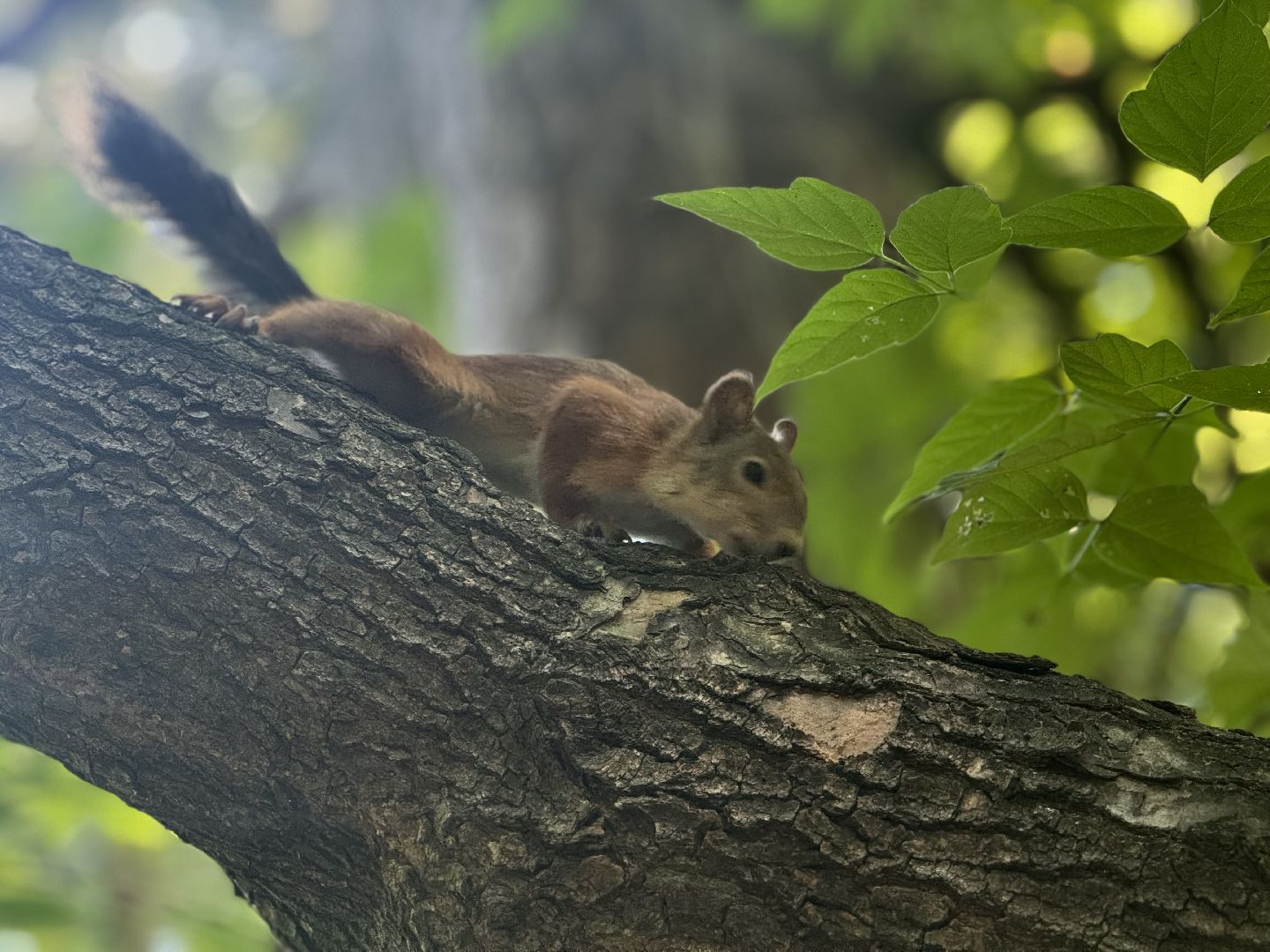 перепись воробьев, ленинский городской округ, воробей,