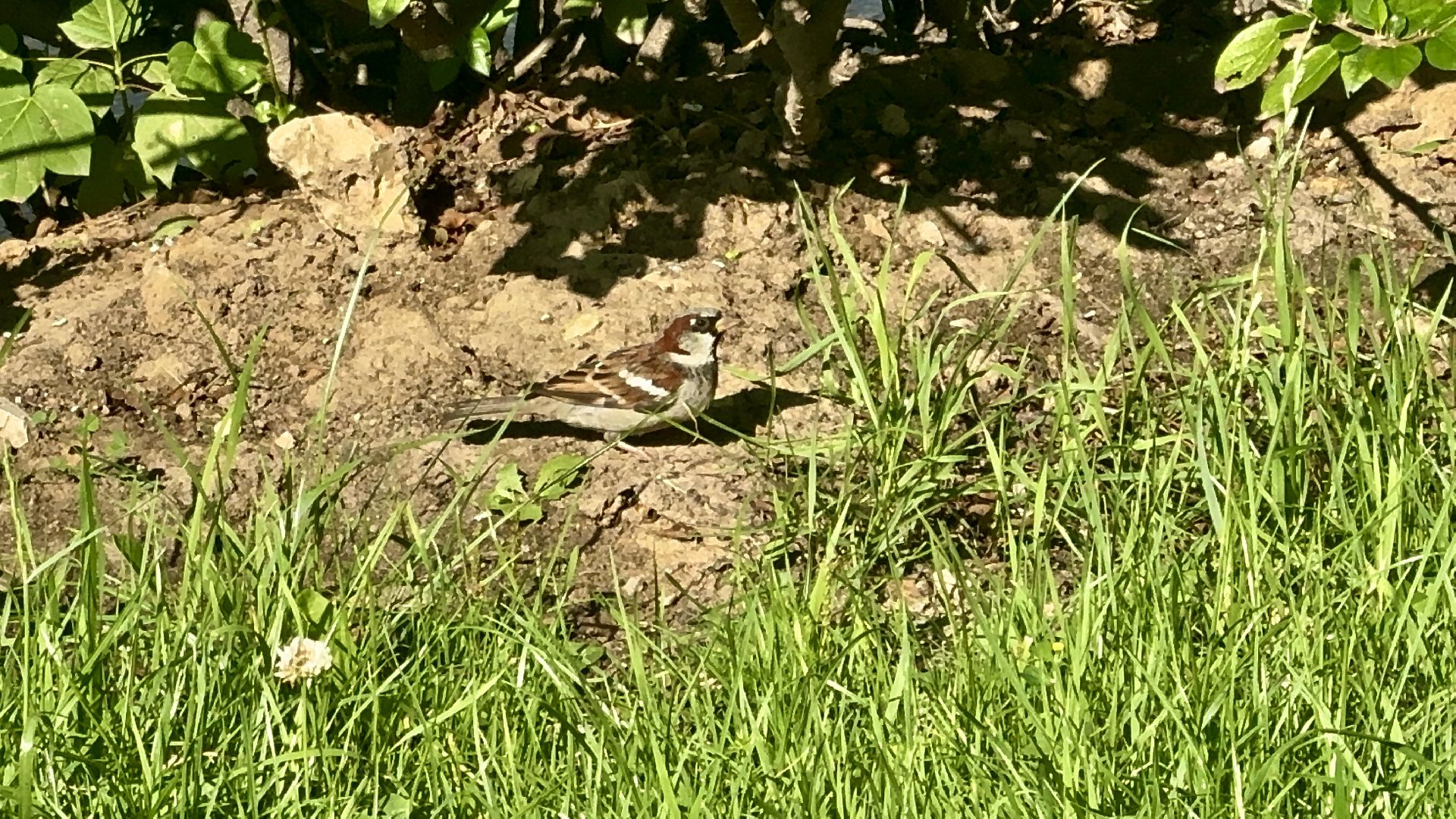 перепись воробьев, ленинский городской округ, воробей,