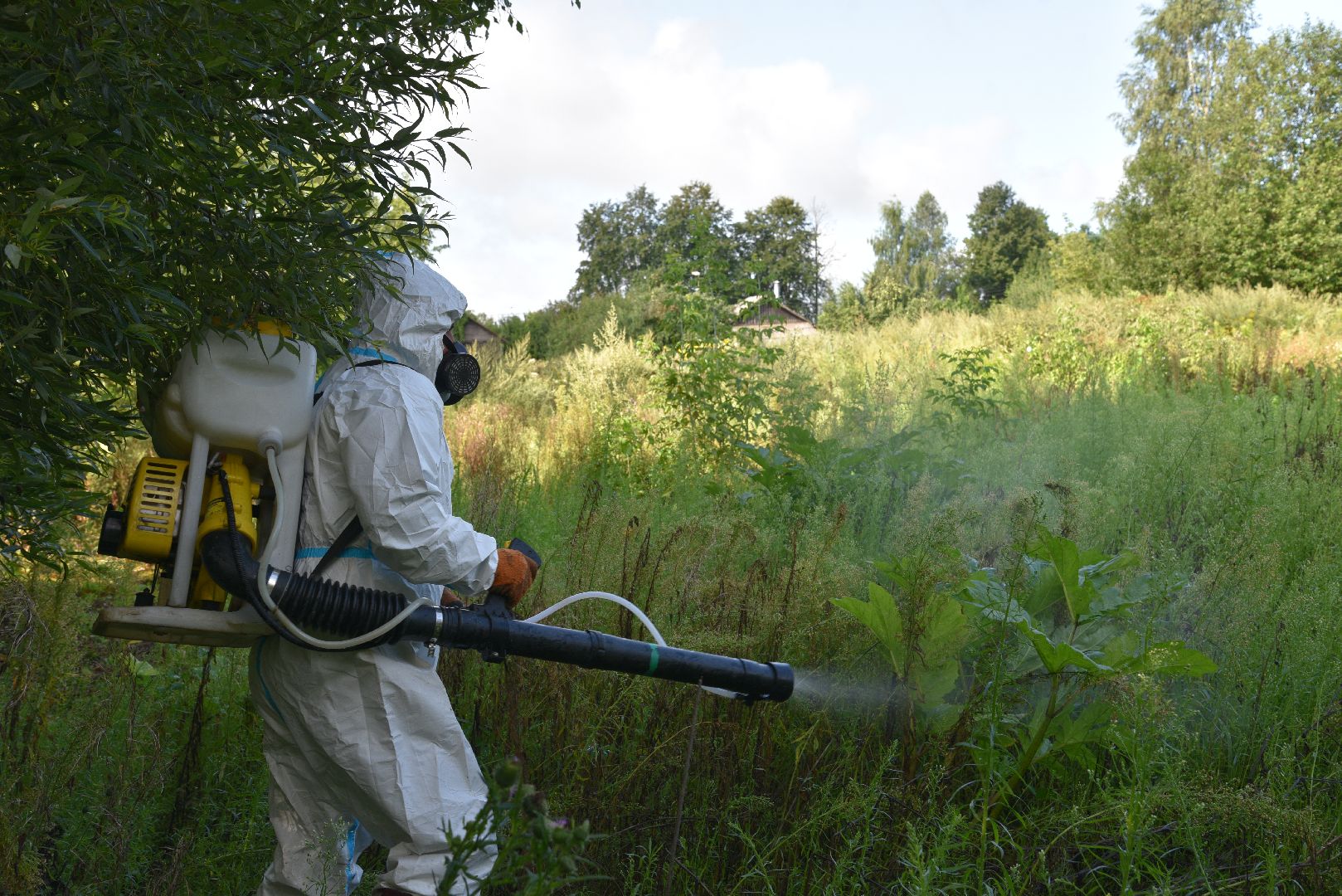 лотошино, сельское хозяйство, борщевик сосновского, экология,