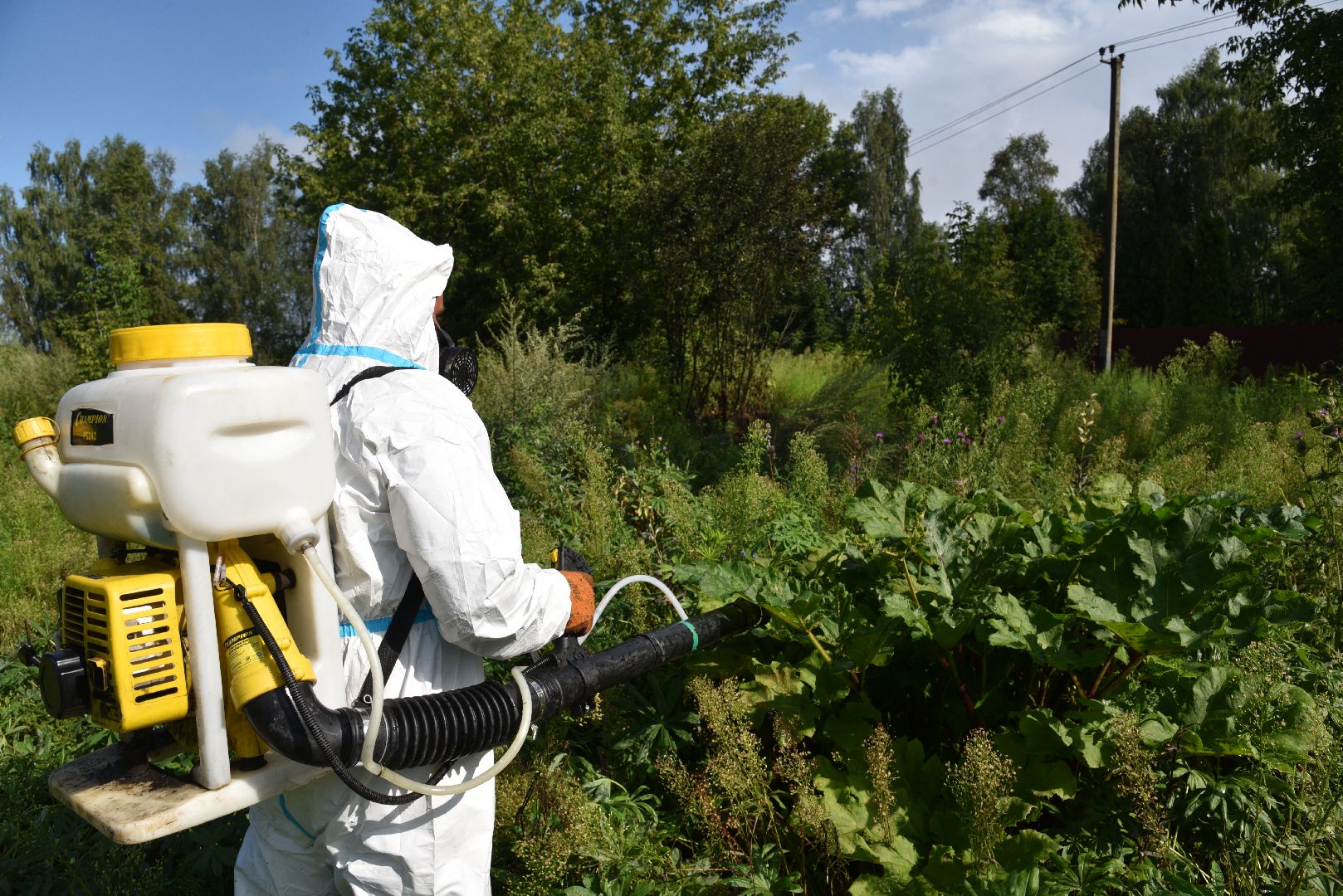 лотошино, сельское хозяйство, борщевик сосновского, экология,
