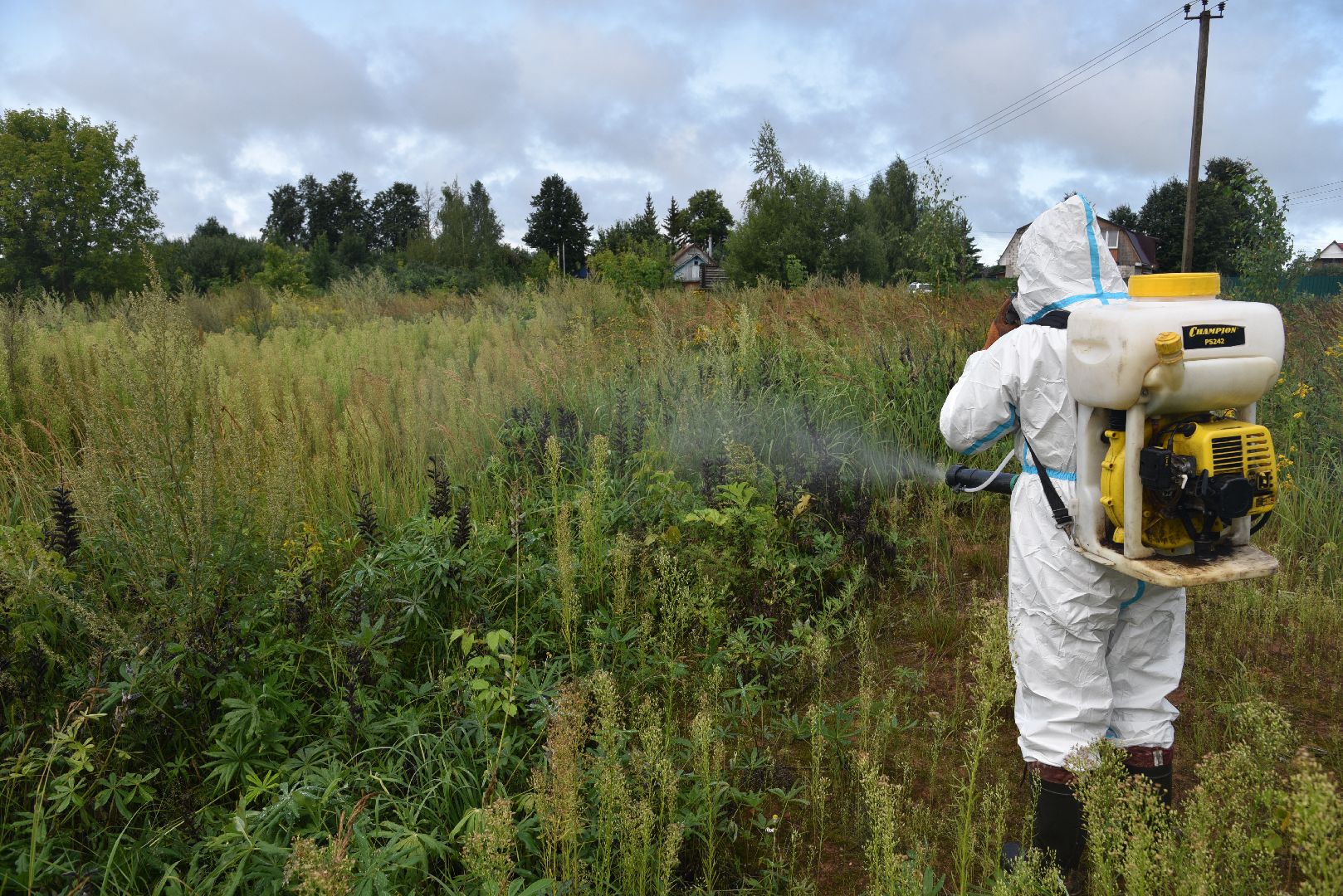 лотошино, сельское хозяйство, борщевик сосновского, экология,