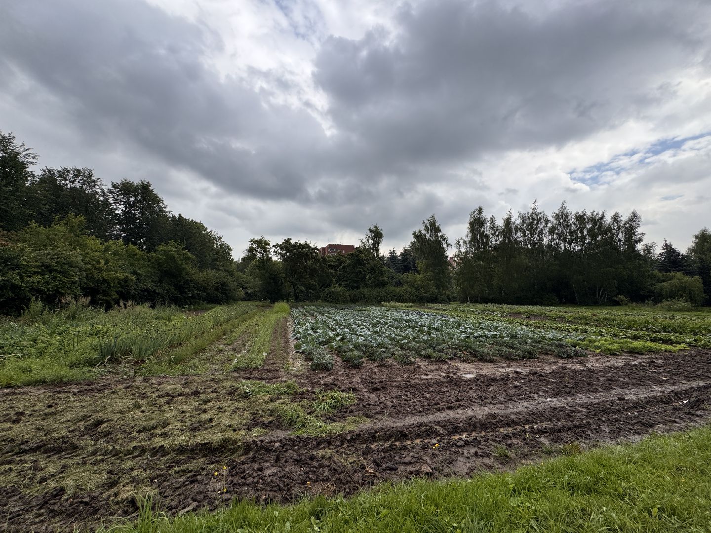 Федеральный научный центр овощеводства, Новые сорта и гибриды, декоративная капуста, Одинцово,