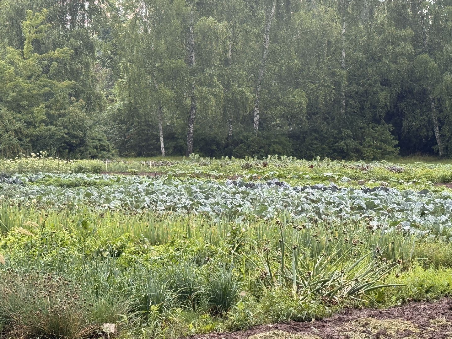 Федеральный научный центр овощеводства, Новые сорта и гибриды, декоративная капуста, Одинцово,