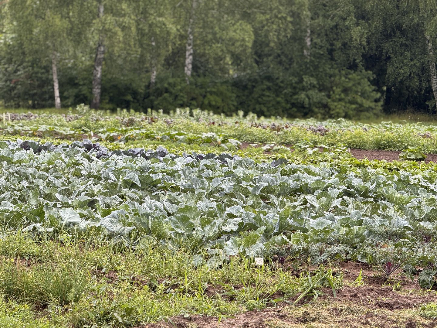 Федеральный научный центр овощеводства, Новые сорта и гибриды, декоративная капуста, Одинцово,