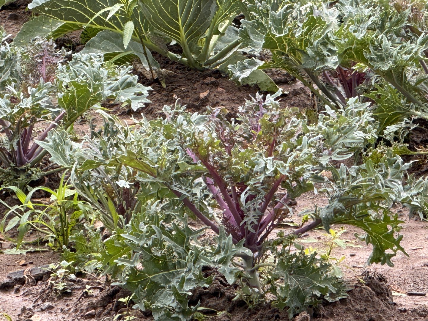 Федеральный научный центр овощеводства, Новые сорта и гибриды, декоративная капуста, Одинцово,