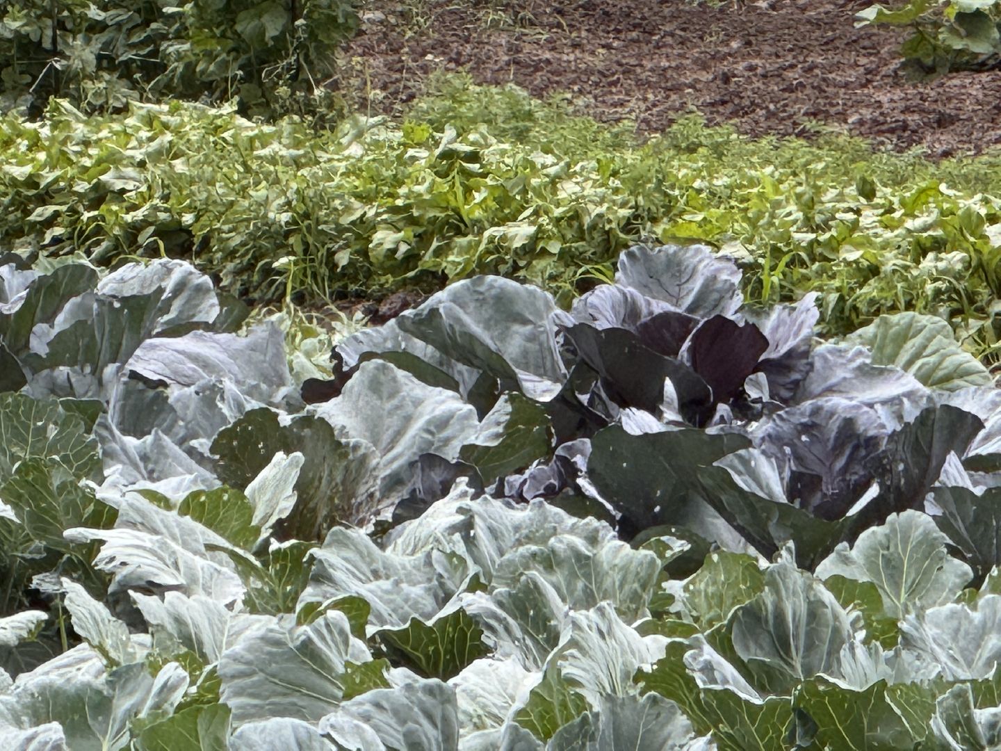 Федеральный научный центр овощеводства, Новые сорта и гибриды, декоративная капуста, Одинцово,