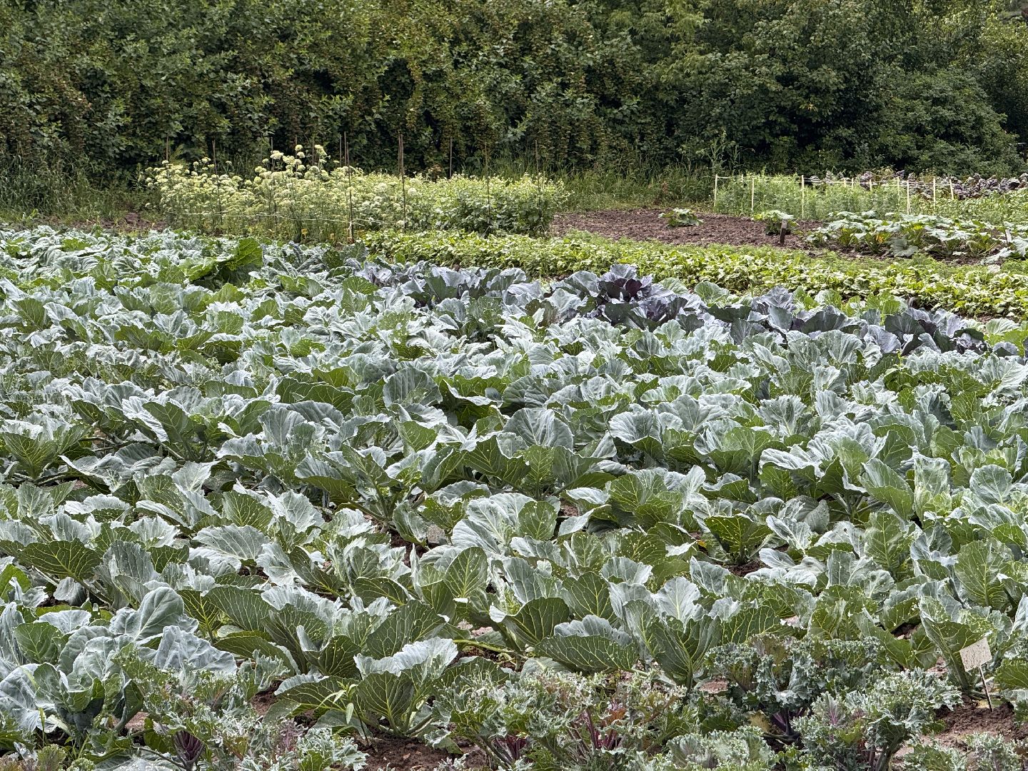 Федеральный научный центр овощеводства, Новые сорта и гибриды, декоративная капуста, Одинцово,