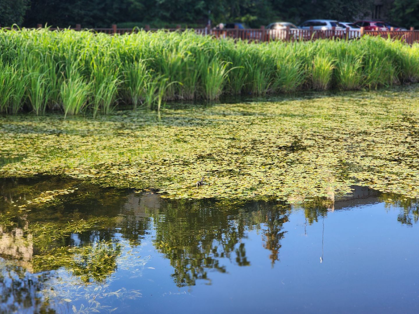 королёв, микрорайон юбилейный, сквер героев курсантов, городской пруд, утки-нырки,