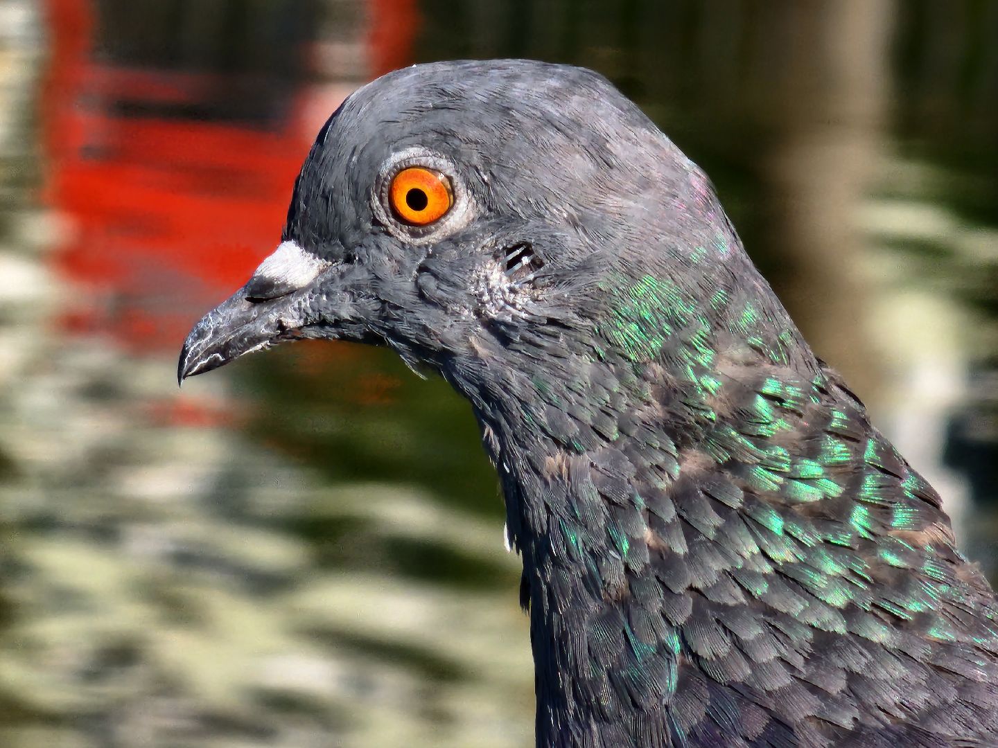 королёв, микрорайон юбилейный, сквер героев курсантов, городской пруд, утки-нырки,