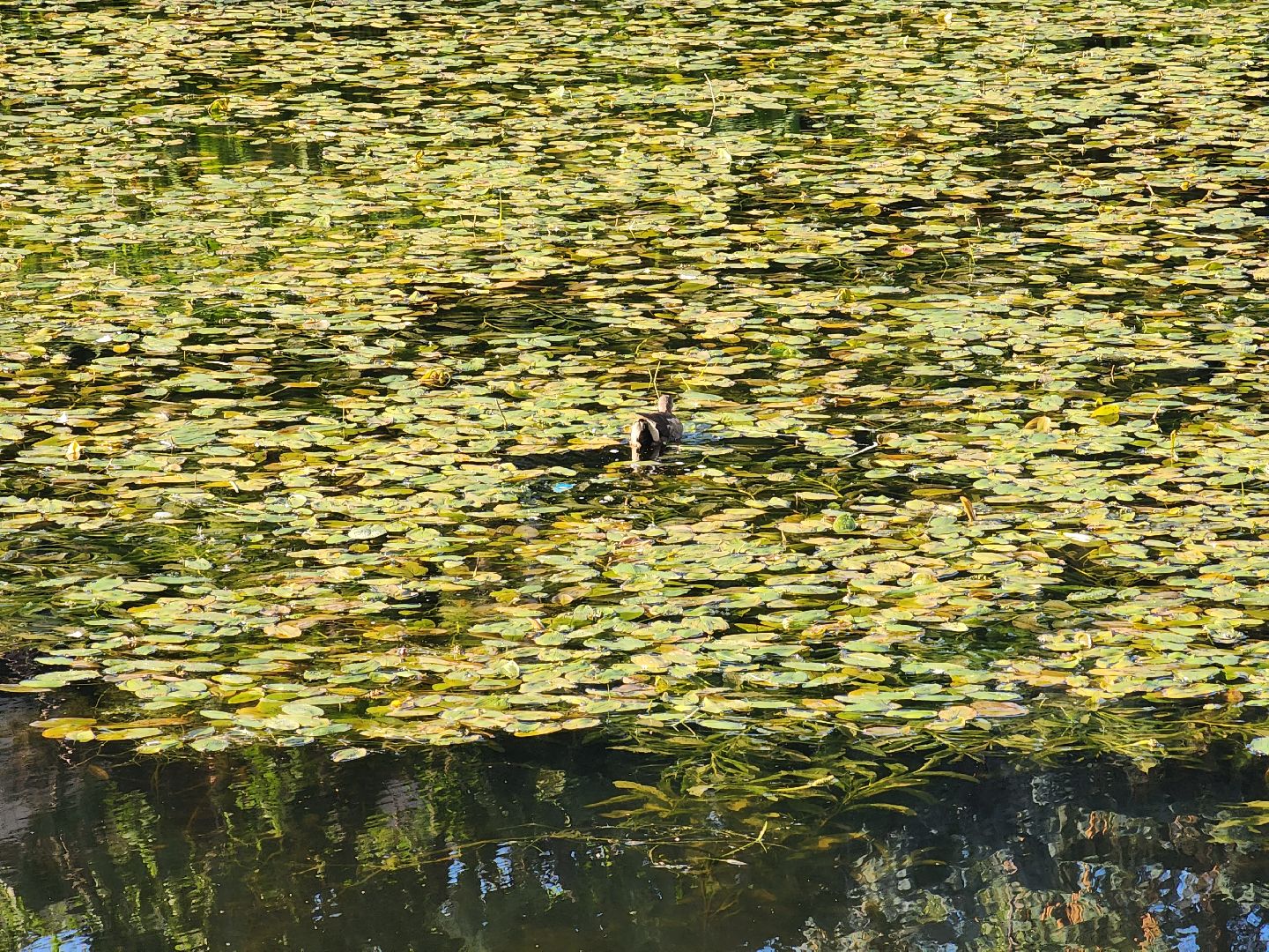 королёв, микрорайон юбилейный, сквер героев курсантов, городской пруд, утки-нырки,