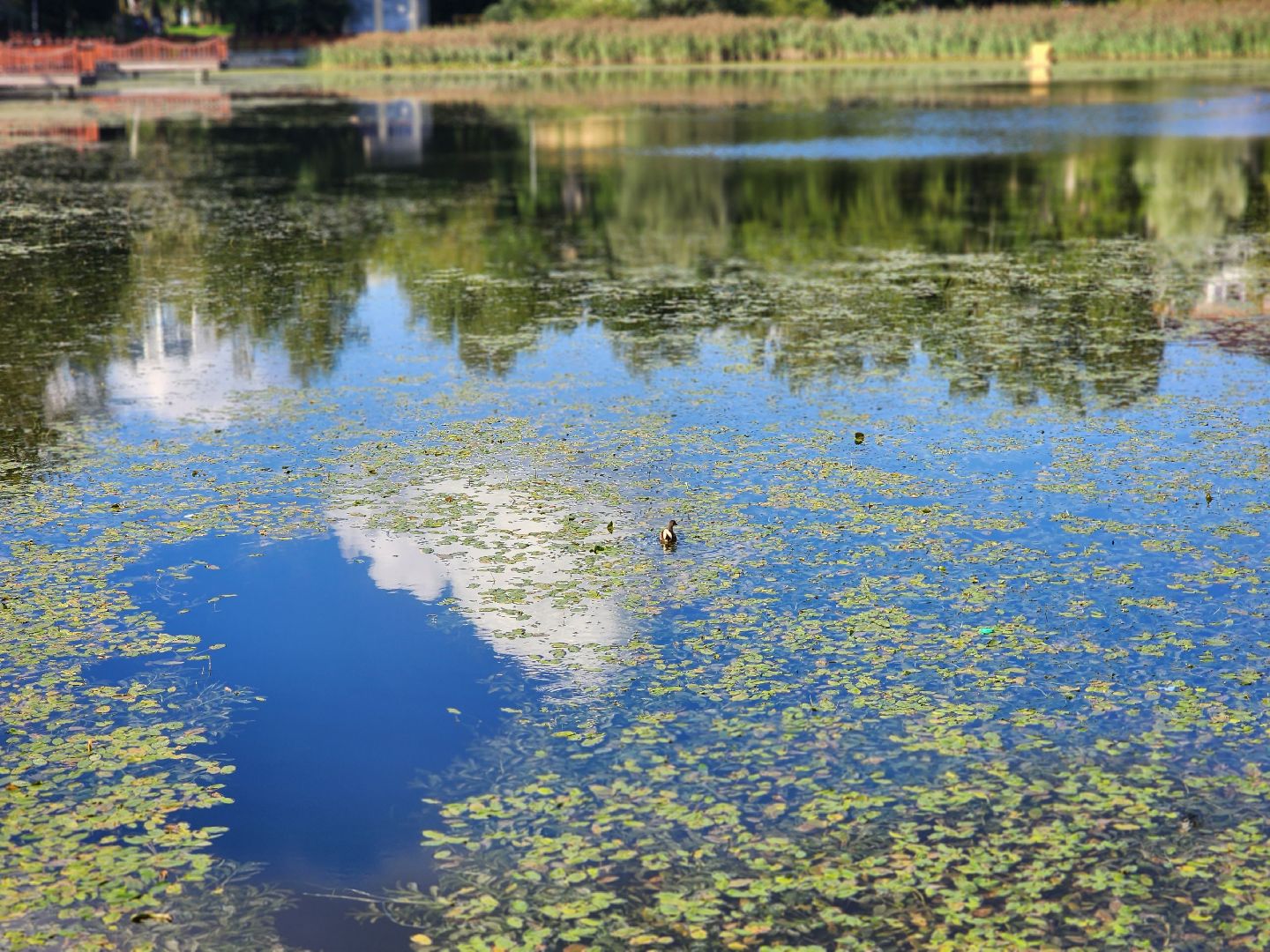 королёв, микрорайон юбилейный, сквер героев курсантов, городской пруд, утки-нырки,