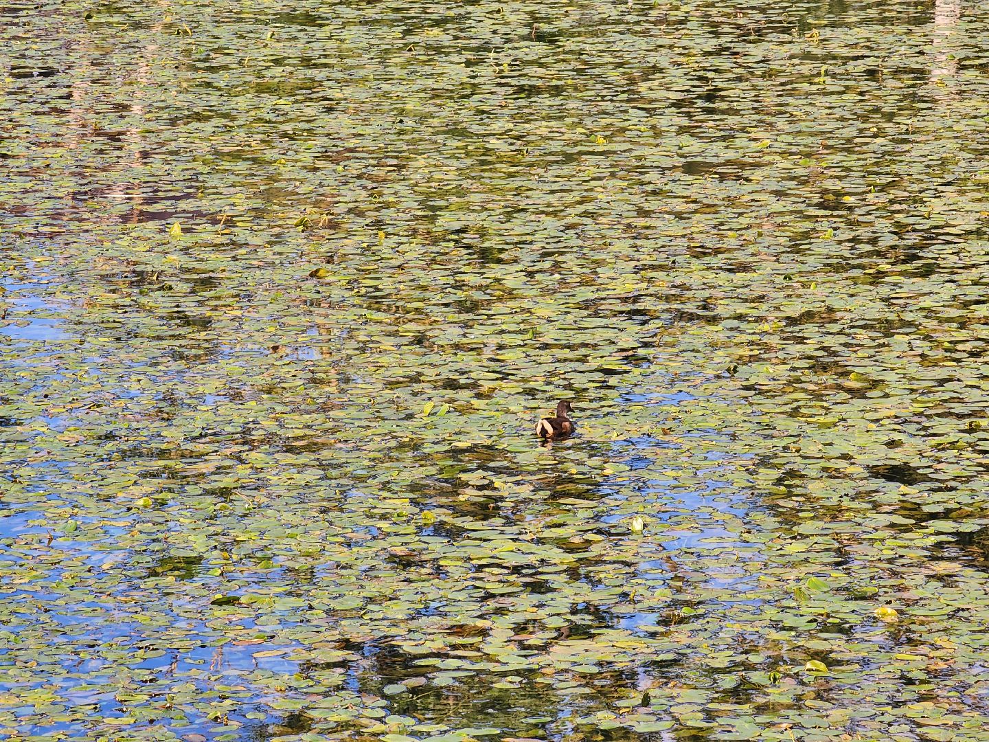 королёв, микрорайон юбилейный, сквер героев курсантов, городской пруд, утки-нырки,