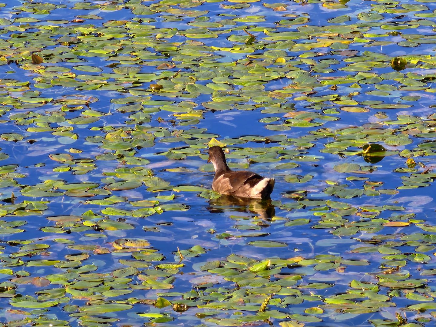 королёв, микрорайон юбилейный, сквер героев курсантов, городской пруд, утки-нырки,