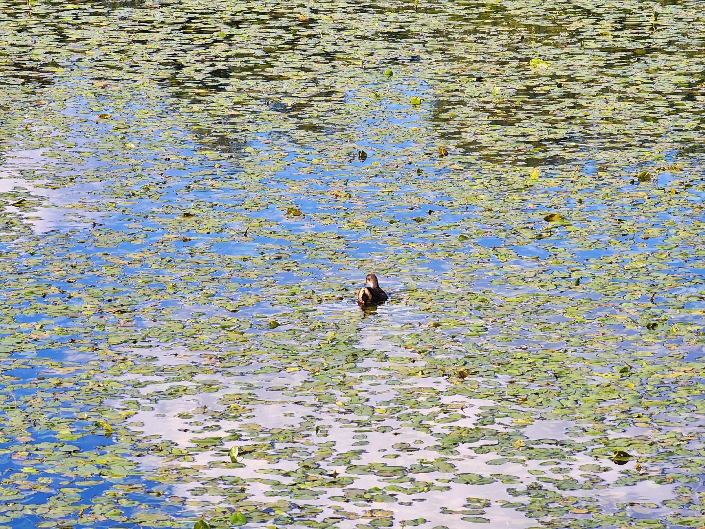 королёв, микрорайон юбилейный, сквер героев курсантов, городской пруд, утки-нырки,