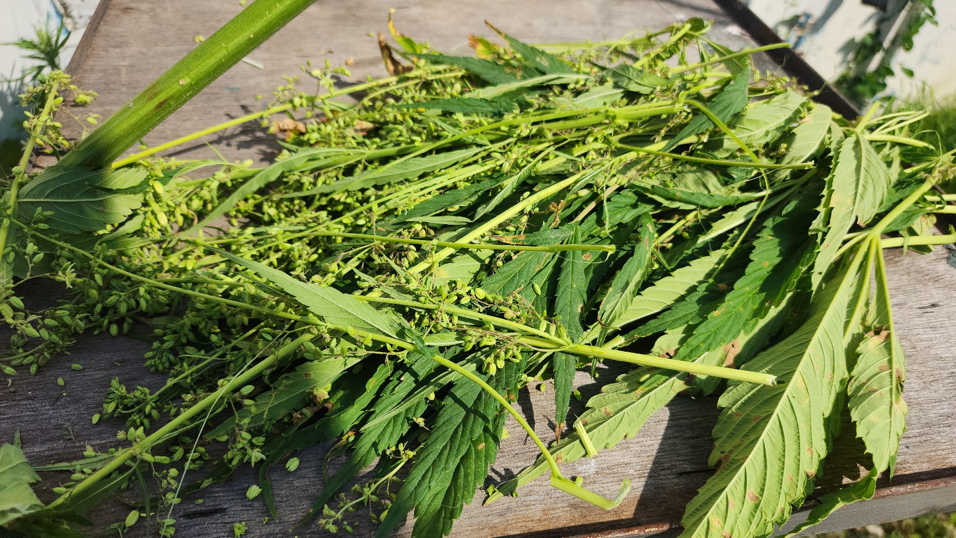 волоколамск, агротуризм, зеленая энергетика,