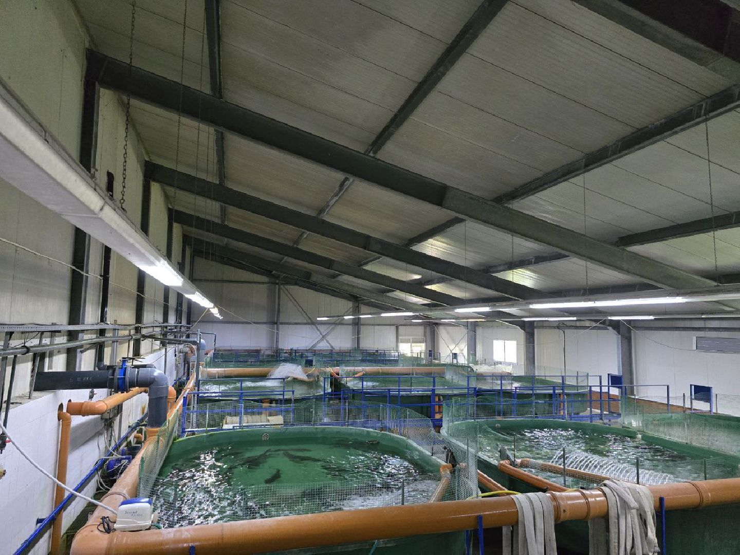 можайск, можайский муниципальный округ, подмосковье, осетровые рыбы, экология, Главрыбвод, завод, Можайский производственно-экспериментальный завод , восполнение популяции,