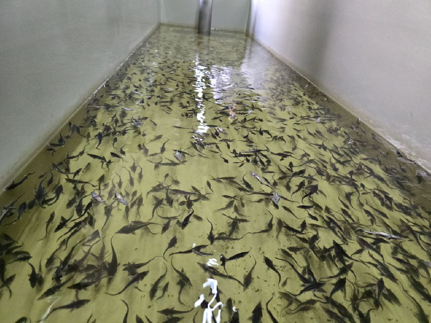 можайск, можайский муниципальный округ, подмосковье, осетровые рыбы, экология, Главрыбвод, завод, Можайский производственно-экспериментальный завод , восполнение популяции,