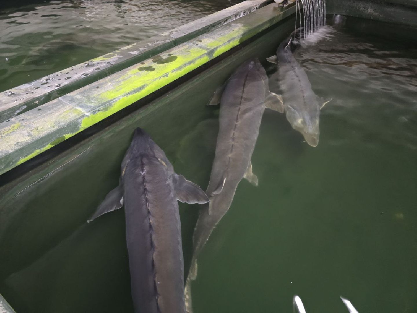 можайск, можайский муниципальный округ, подмосковье, осетровые рыбы, экология, Главрыбвод, завод, Можайский производственно-экспериментальный завод , восполнение популяции,
