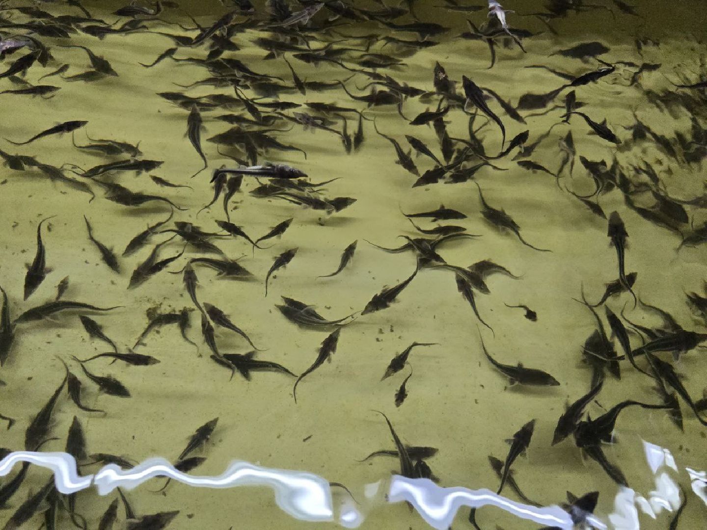 можайск, можайский муниципальный округ, подмосковье, осетровые рыбы, экология, Главрыбвод, завод, Можайский производственно-экспериментальный завод , восполнение популяции,