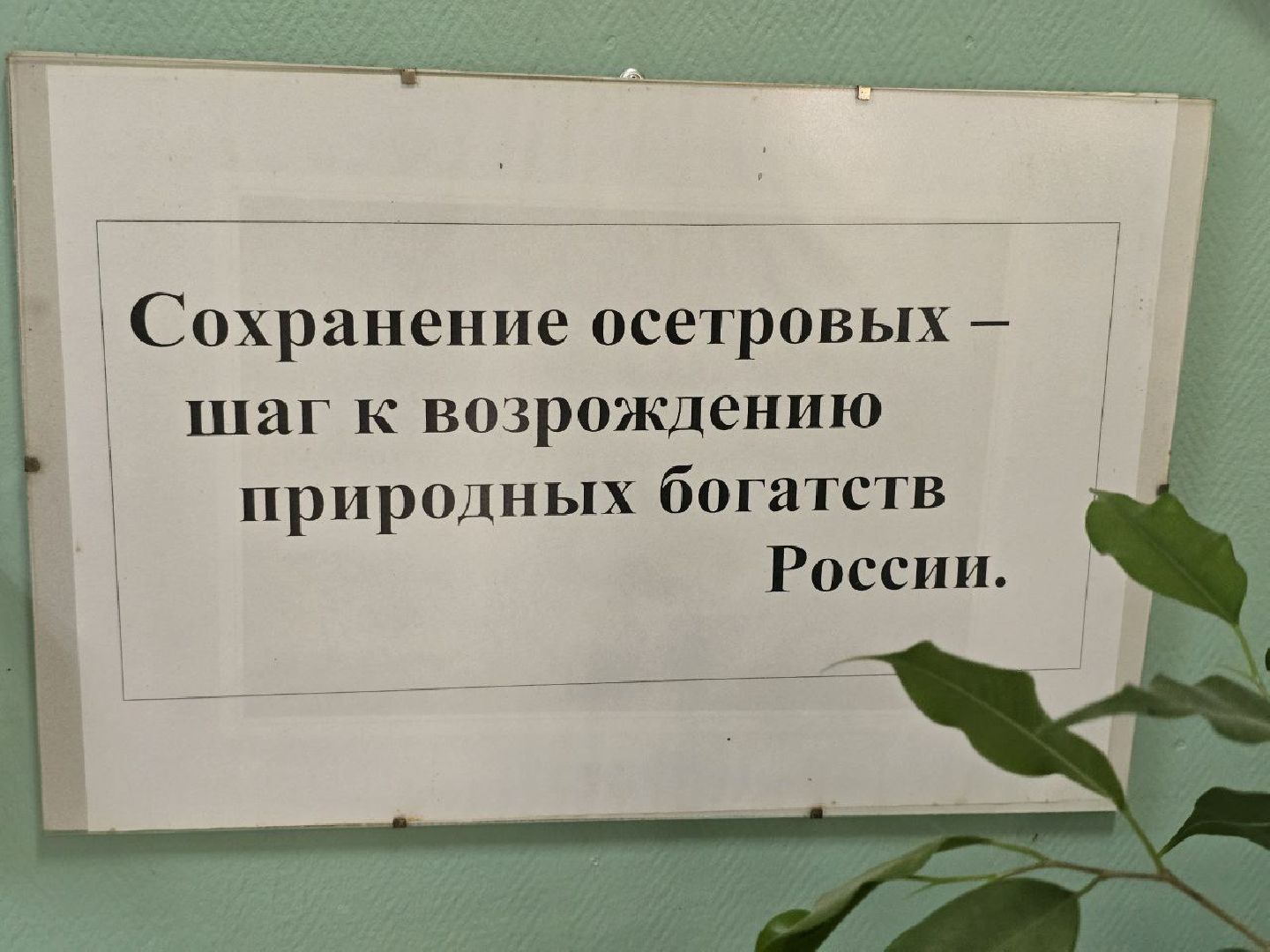 можайск, можайский муниципальный округ, подмосковье, осетровые рыбы, экология, Главрыбвод, завод, Можайский производственно-экспериментальный завод , восполнение популяции,