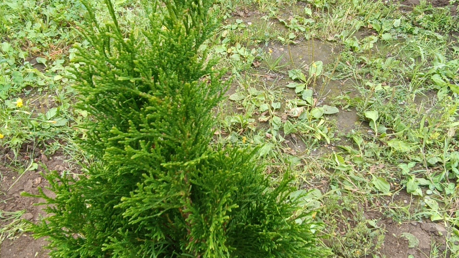 сквер,  лобня, озеленение города,