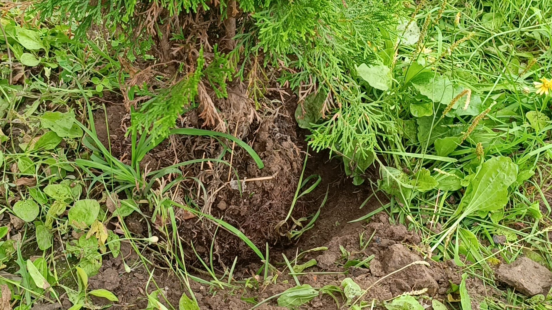 сквер,  лобня, озеленение города,