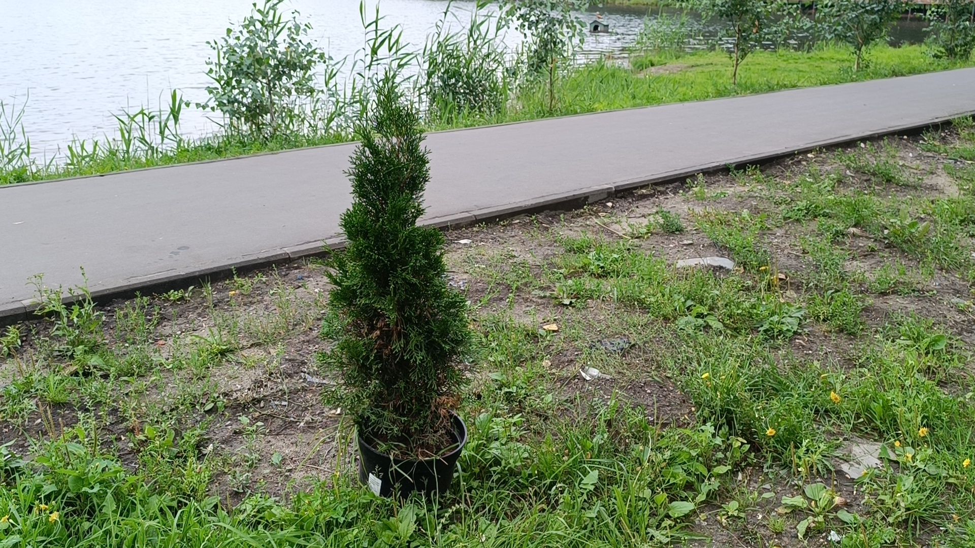 сквер,  лобня, озеленение города,