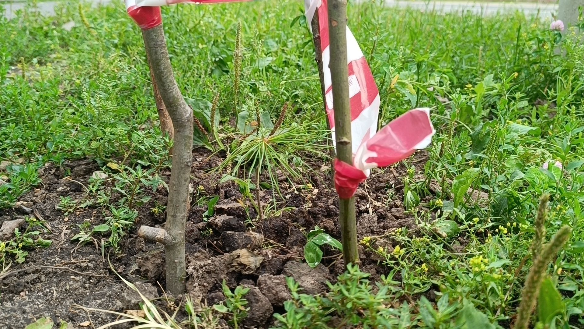 сквер,  лобня, озеленение города,