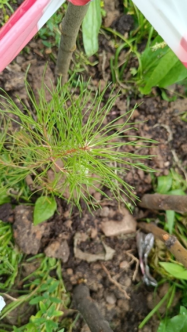 сквер,  лобня, озеленение города,