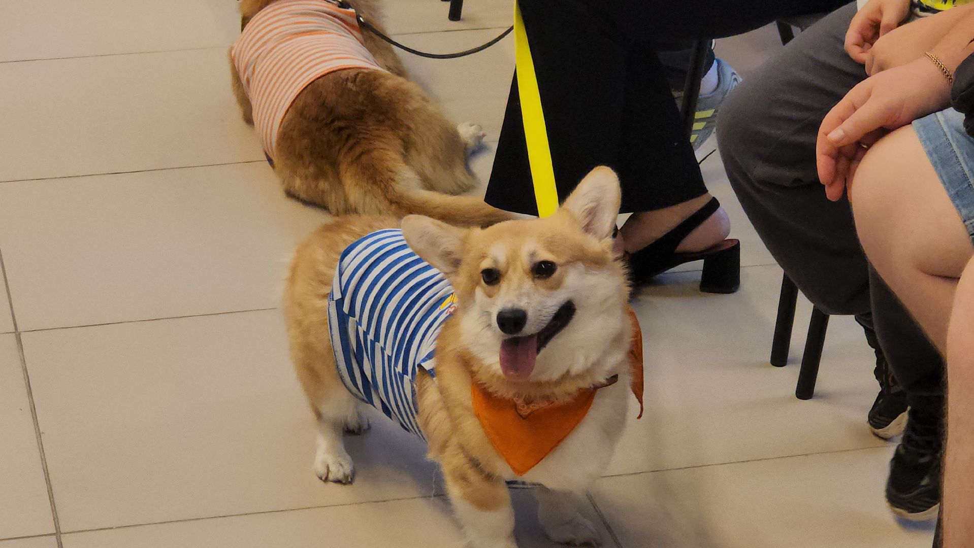 корги отряд, монино, Вручение собаки,