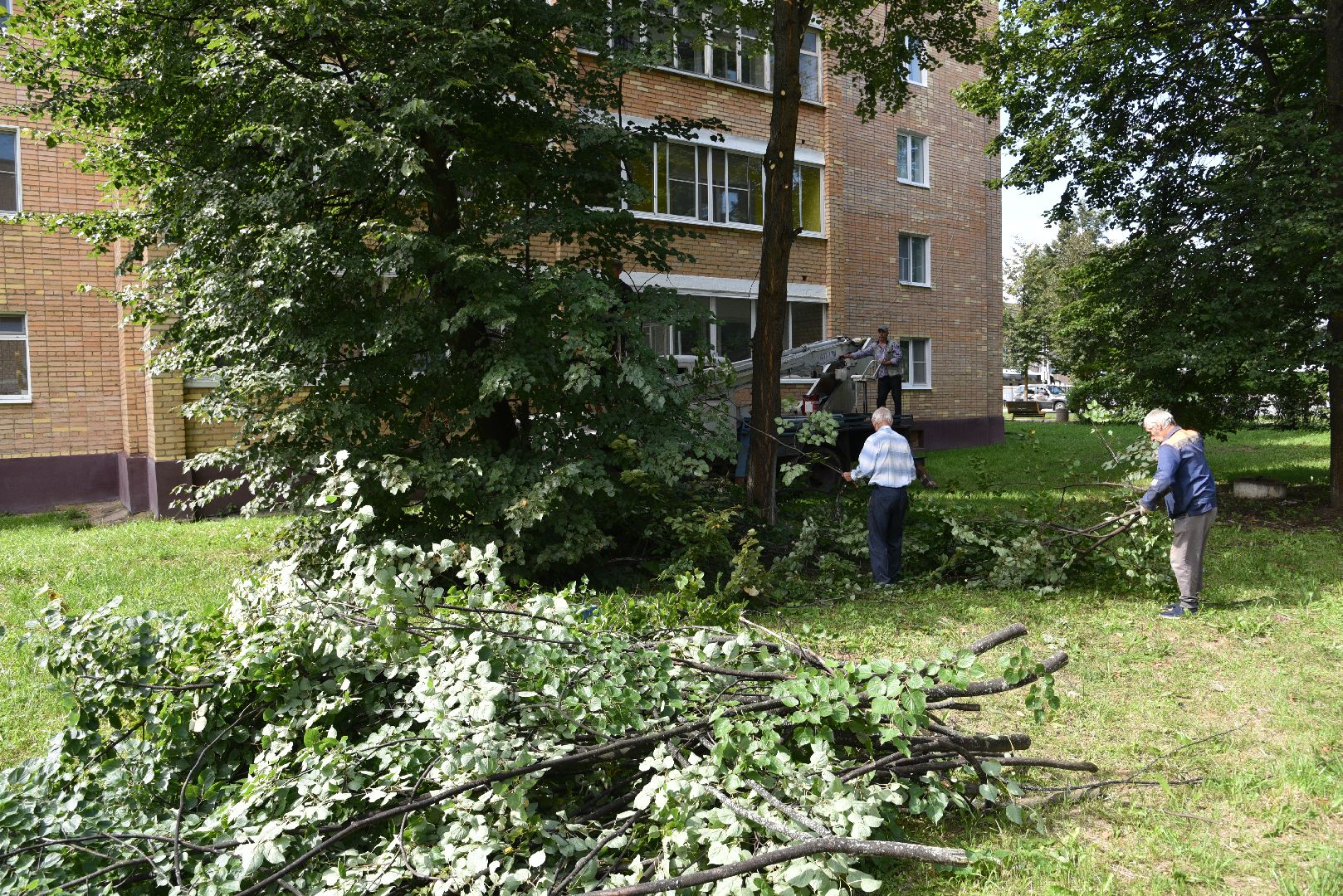 лотошино, жкх, благоустройство, добродел, обращения жителей, опиловка деревьев,