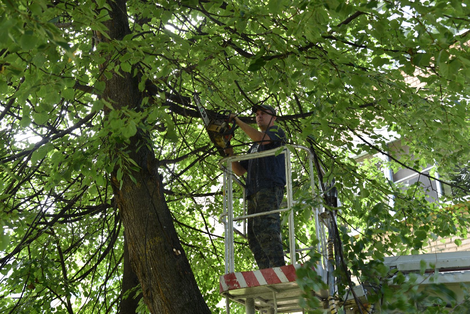 лотошино, жкх, благоустройство, добродел, обращения жителей, опиловка деревьев,