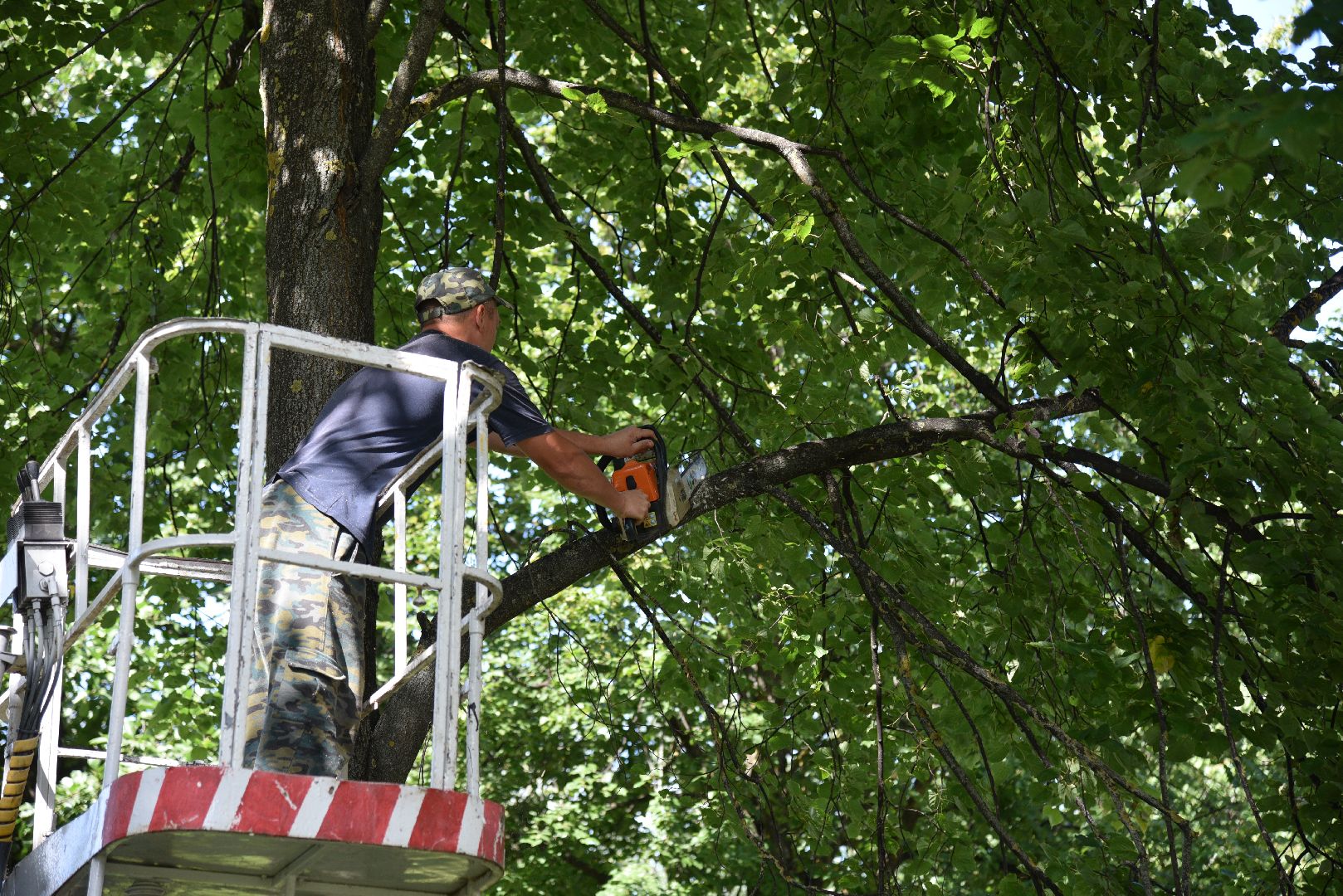лотошино, жкх, благоустройство, добродел, обращения жителей, опиловка деревьев,