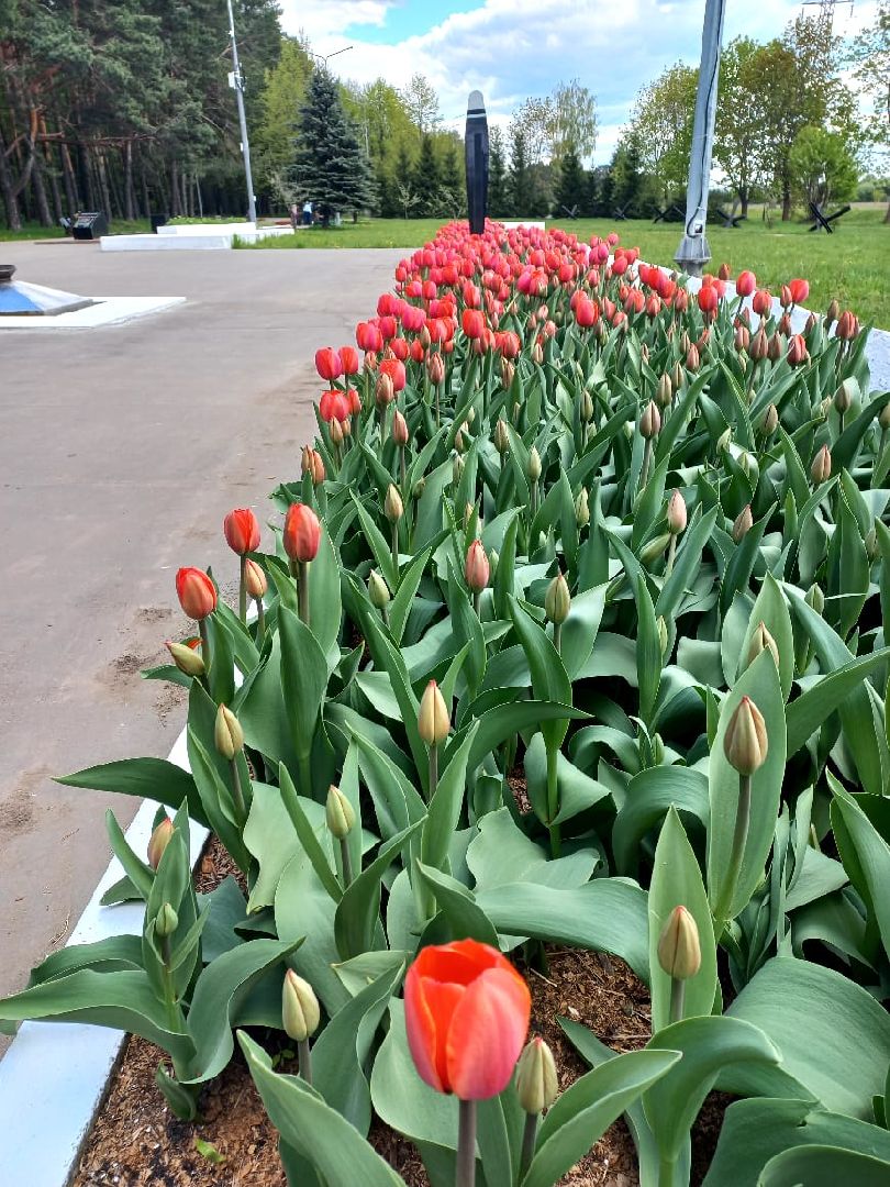 День Победы, Протвино, благоустройство, озеленение, мемориал, Рубеж обороны, цветы