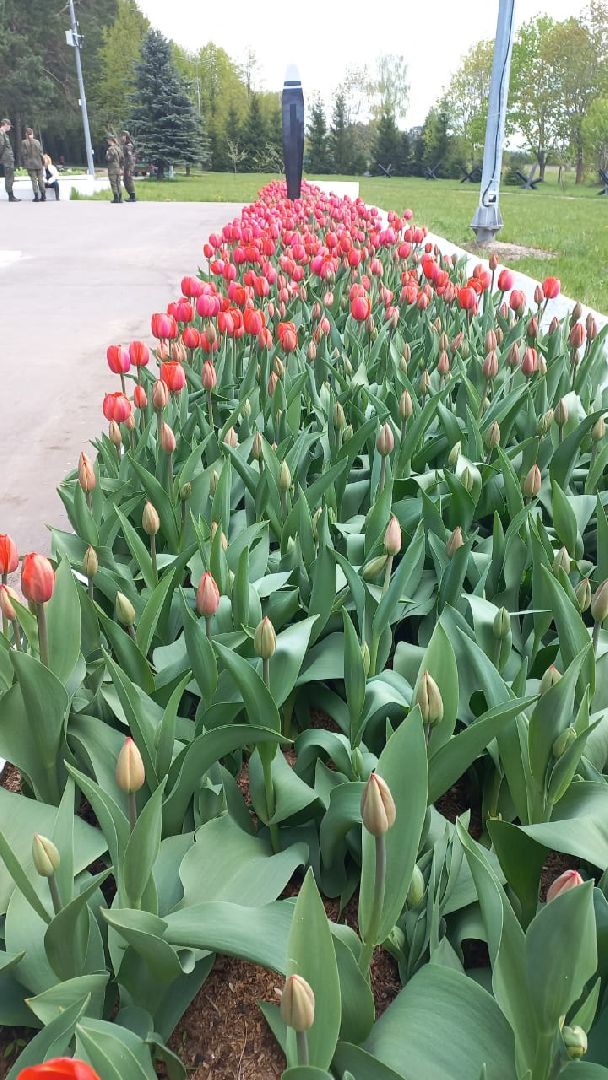 День Победы, Протвино, благоустройство, озеленение, мемориал, Рубеж обороны, цветы